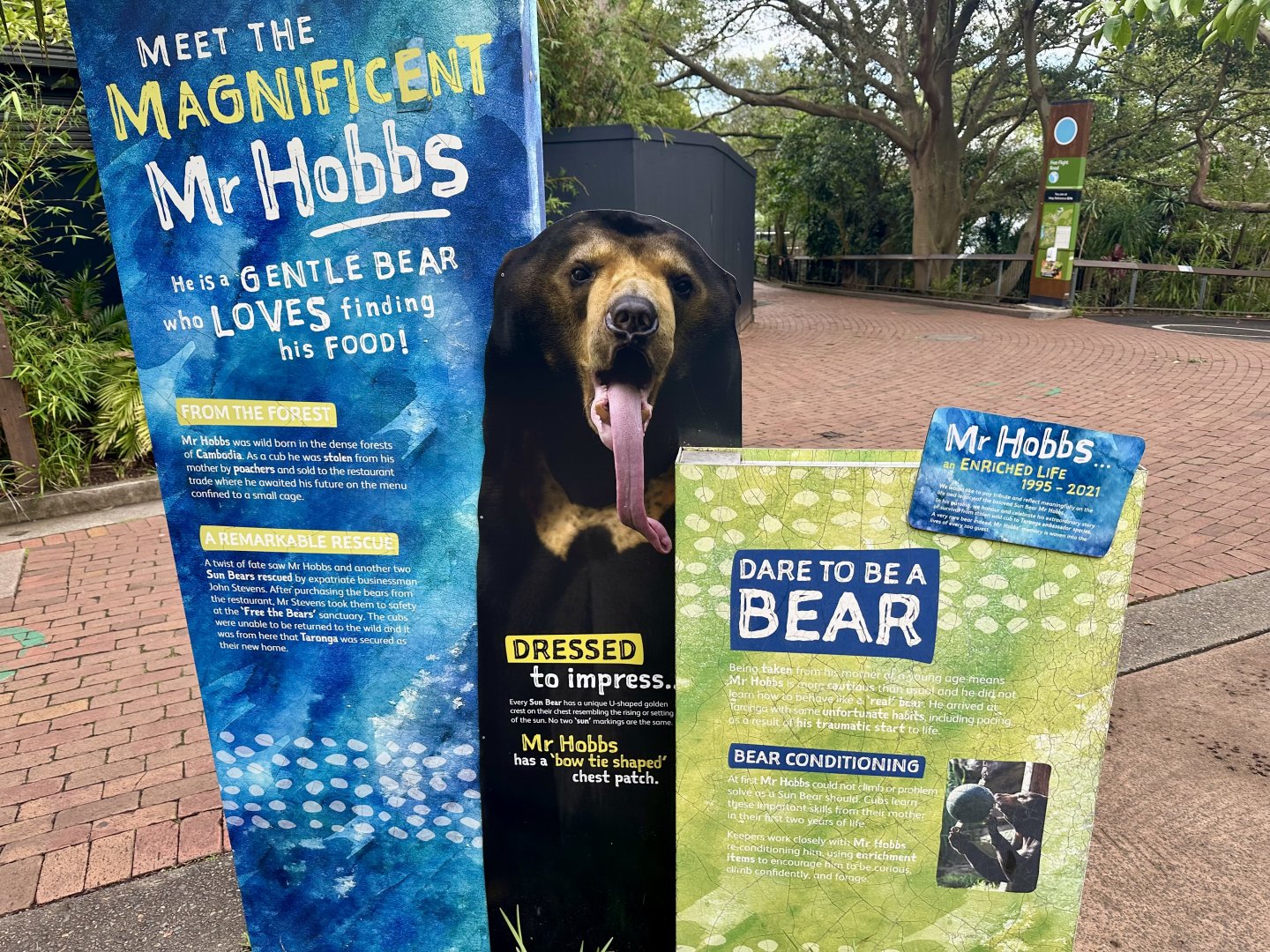 Sun Bear Profile (Mr Hobbs)