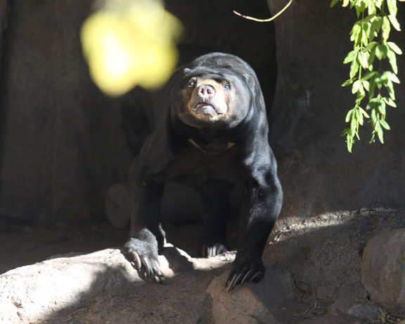 sun bear (rare appearance)
