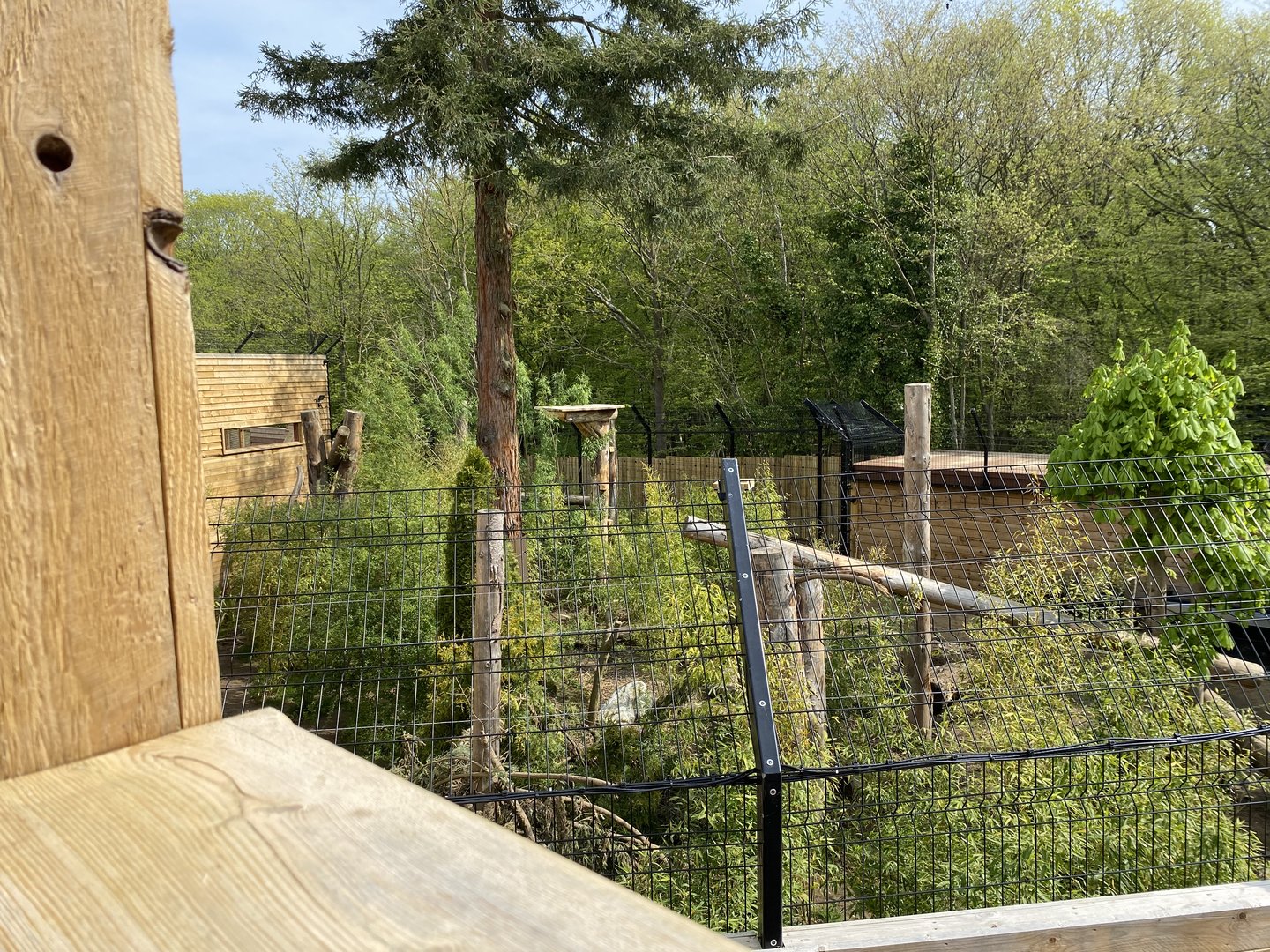 Sun bear rear enclosure from walkway PWP