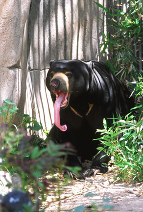 sun bear, Reid Park Zoo