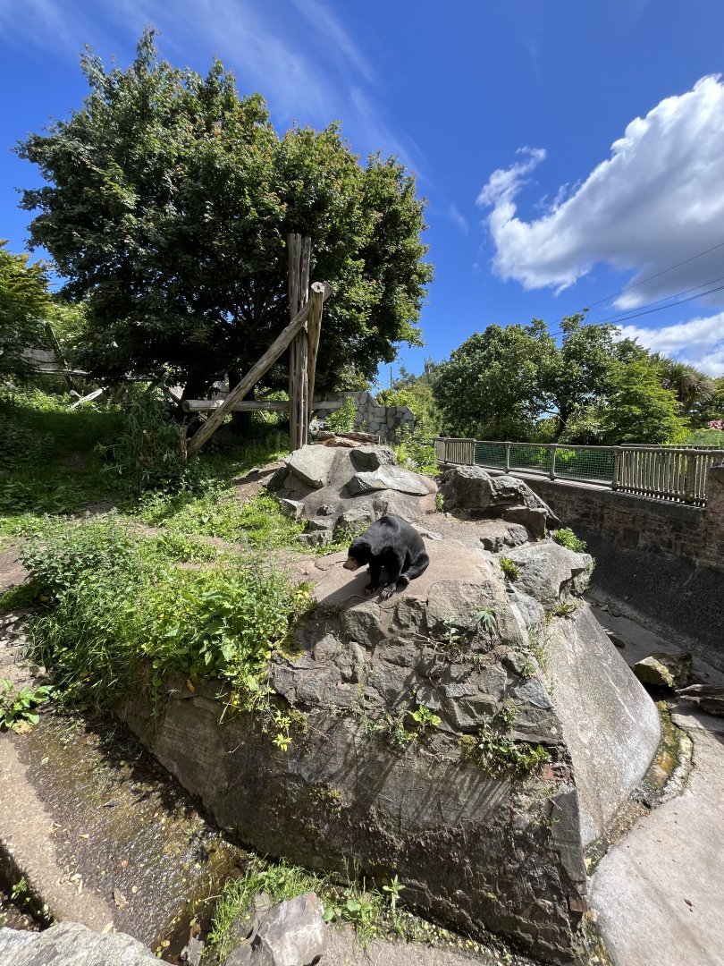 Sun bear resting in its enclosure 8.6.24