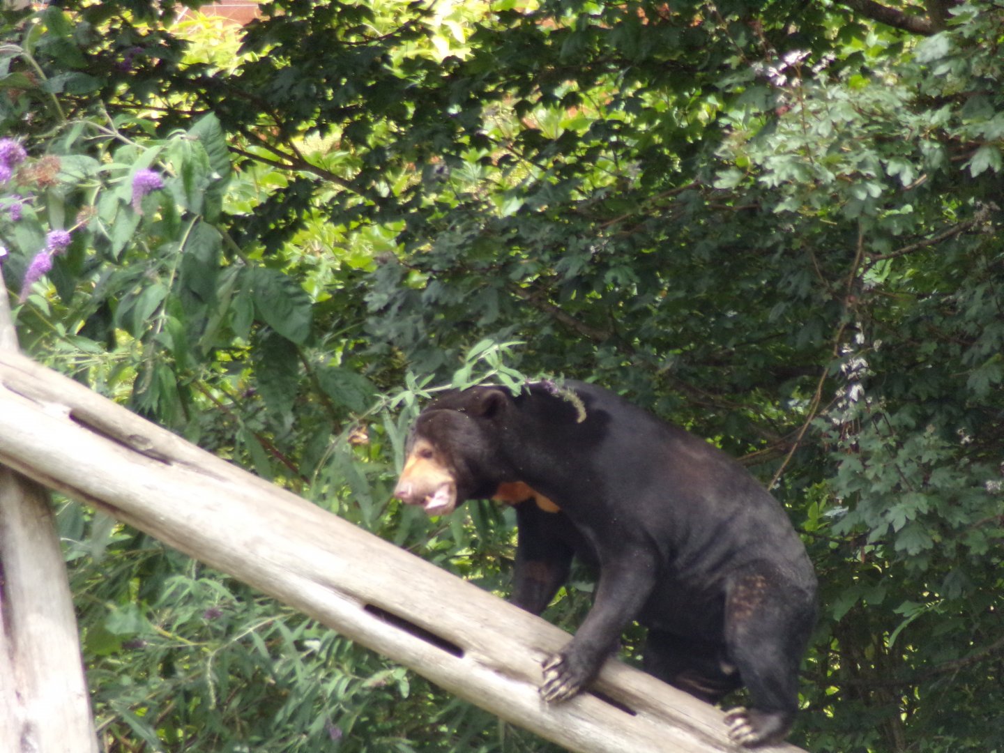 Sun bear “Rotana” 18.7.23