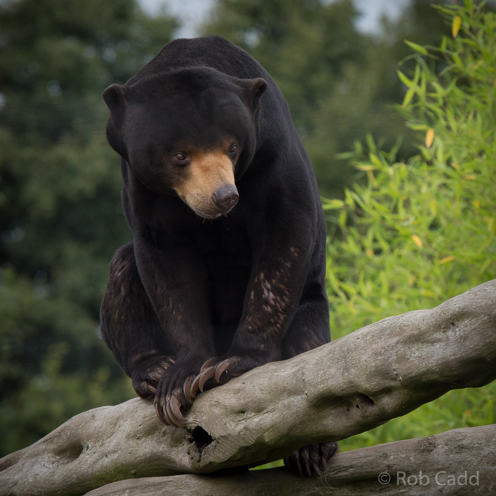 Sun bear : RSCC : 12 Oct 2014