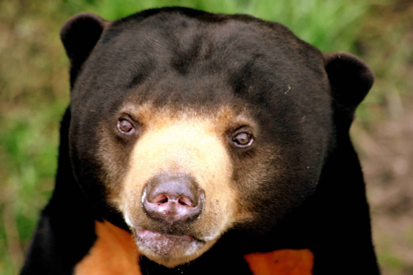 Sun bear; RSCC; 3rd October 2015