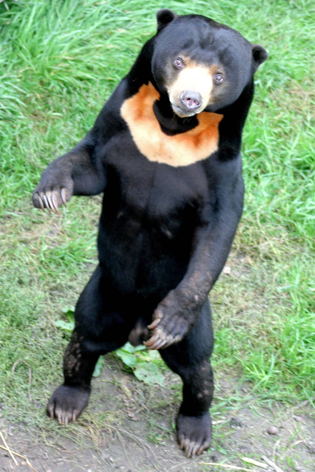 Sun bear; RSCC; 3rd October 2015
