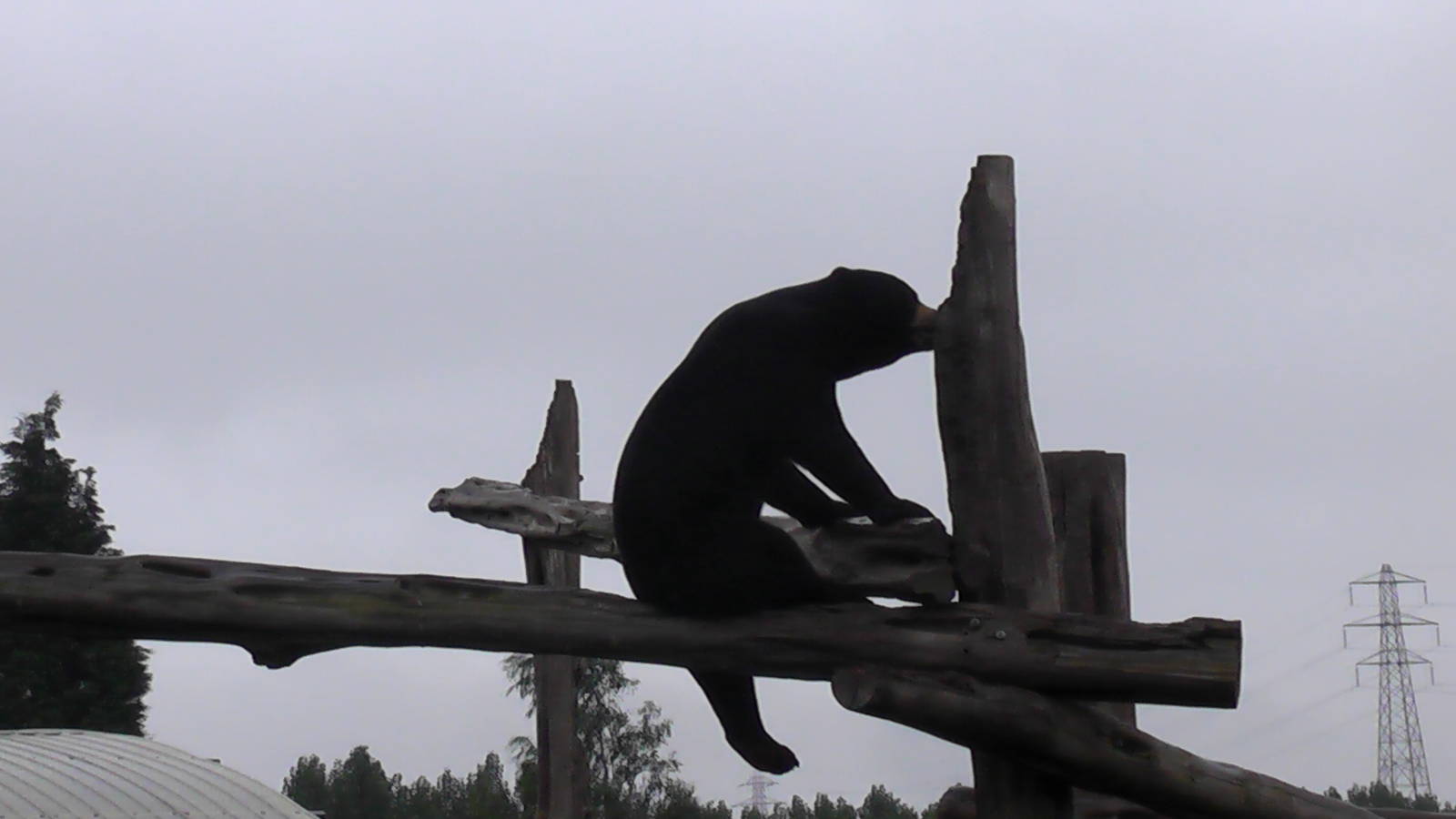 Sun Bear - RSCC August 2010