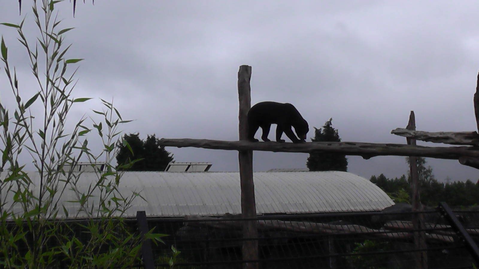 Sun Bear - RSCC August 2010