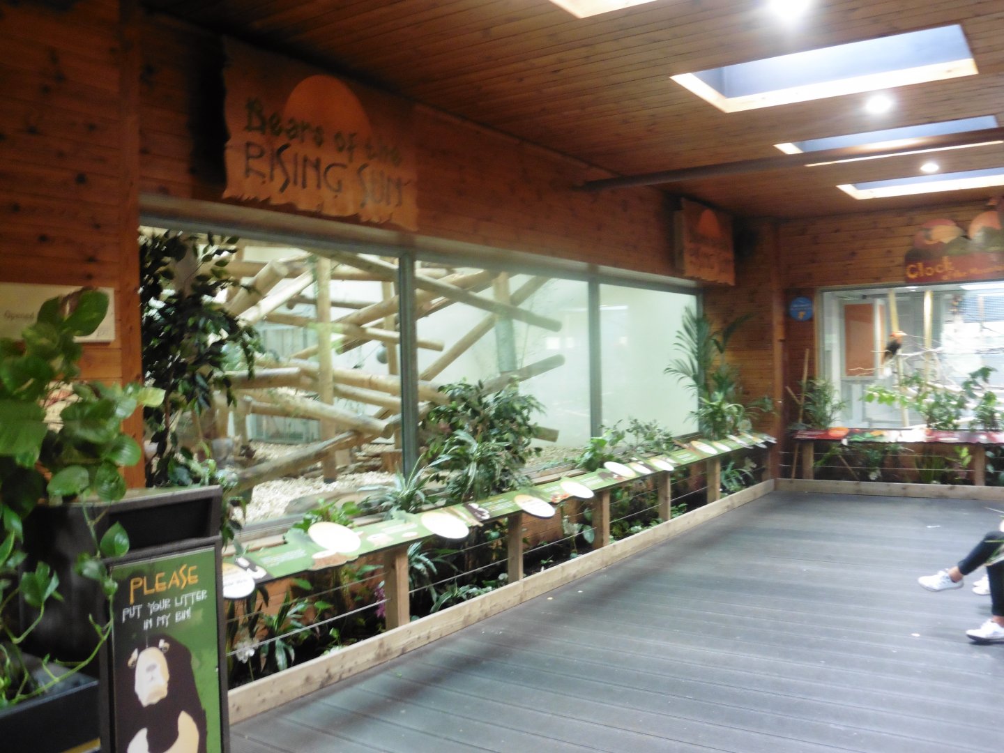 Sun Bear/Rufous (Philippines) Hornbill interior