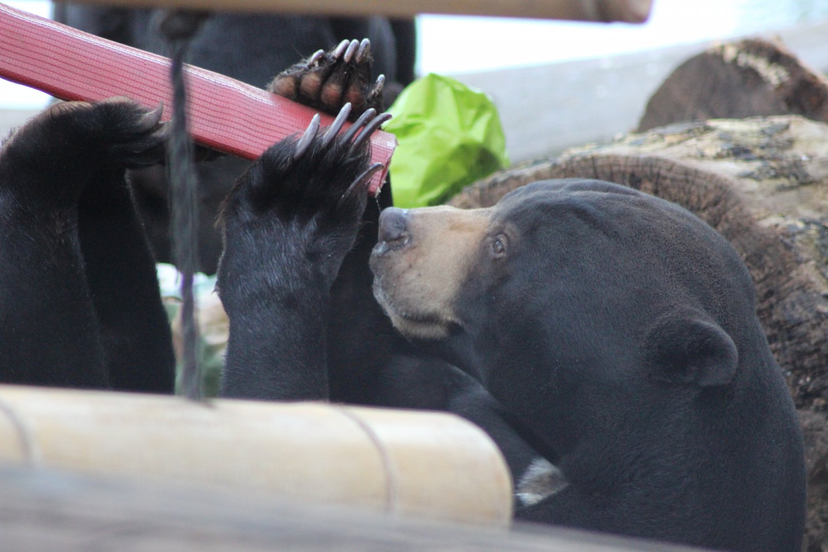 Sun Bear searching for veg