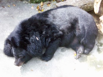 Sun bear (Selenarctos thibetanus)