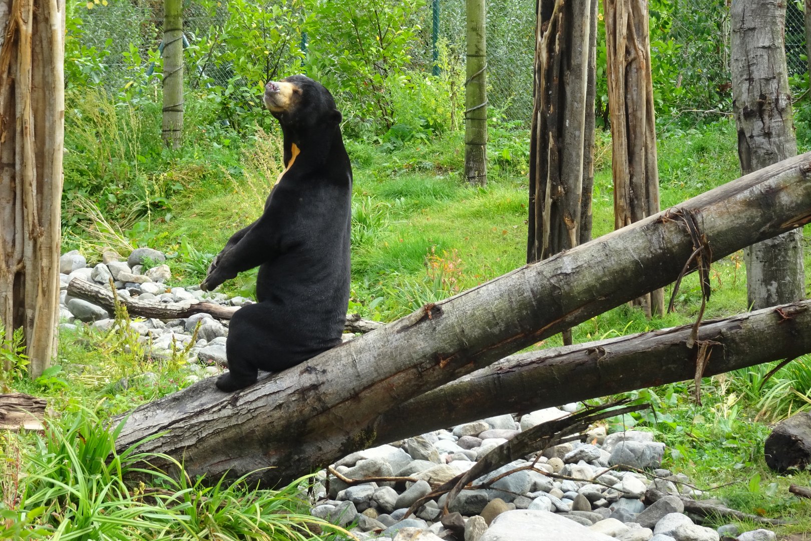 Sun Bear, September 2017