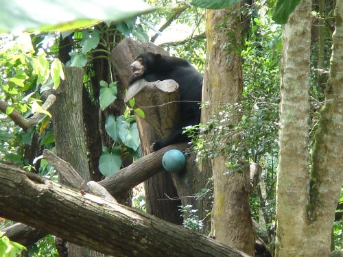 Sun Bear, Singapore Zoo