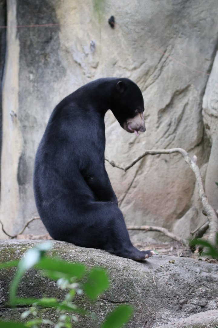 Sun Bear Sitting