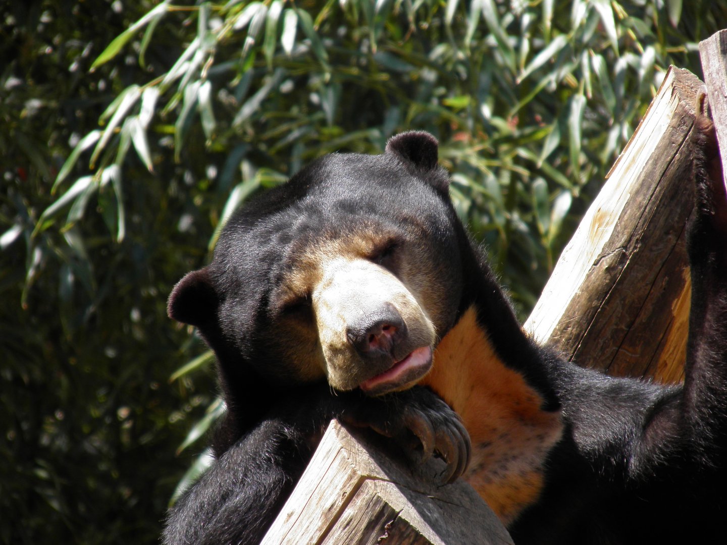 Sun Bear snoozing