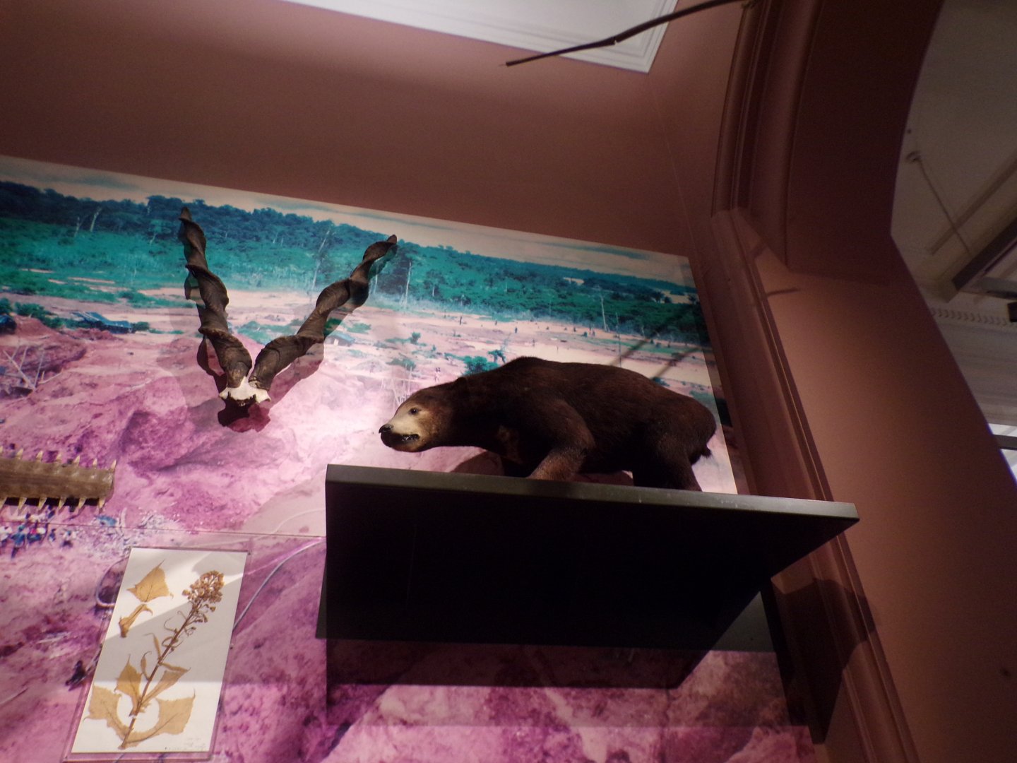 Sun bear (taken in Kelvingrove museum) 12.2.24