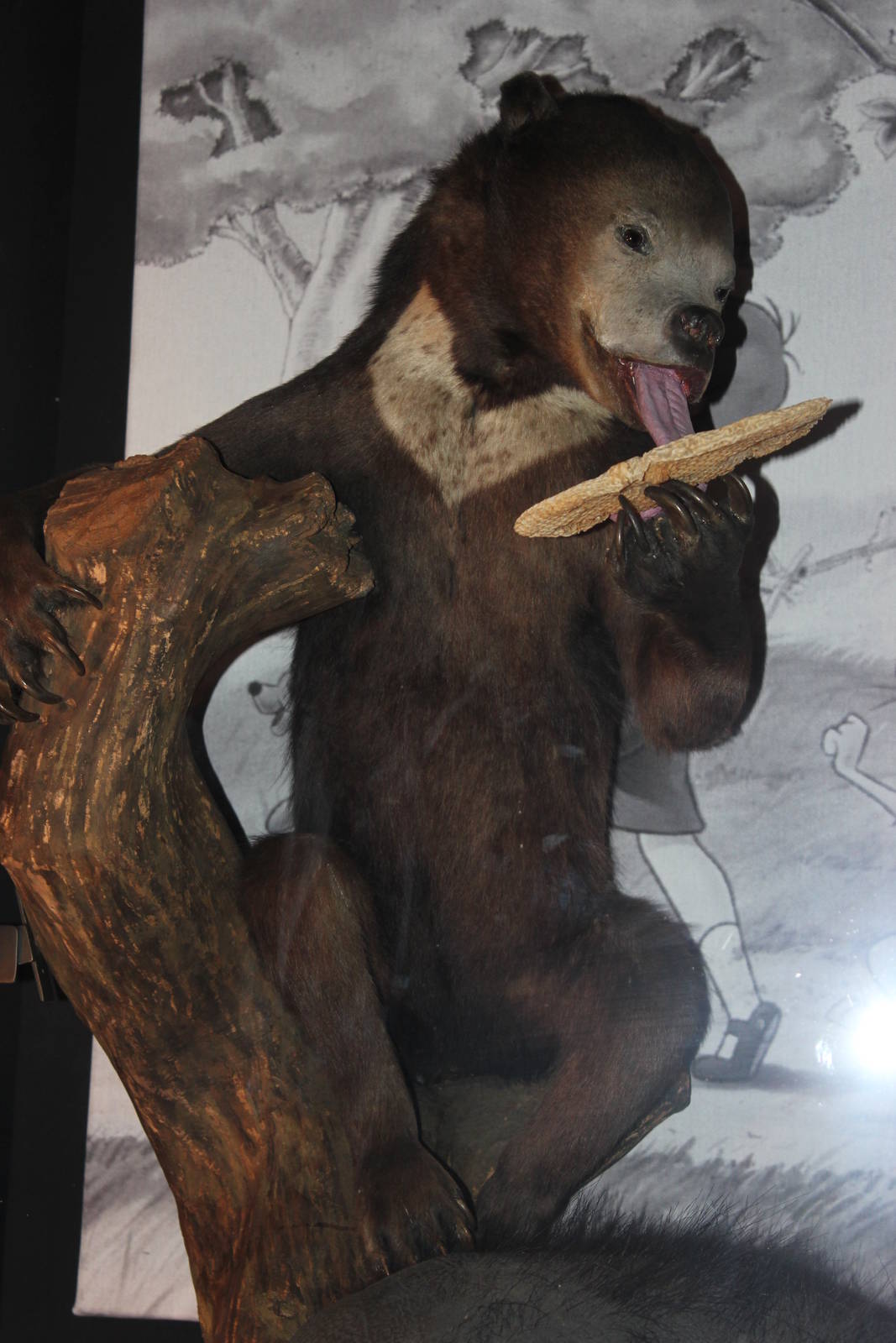 Sun bear (Taxidermy)
