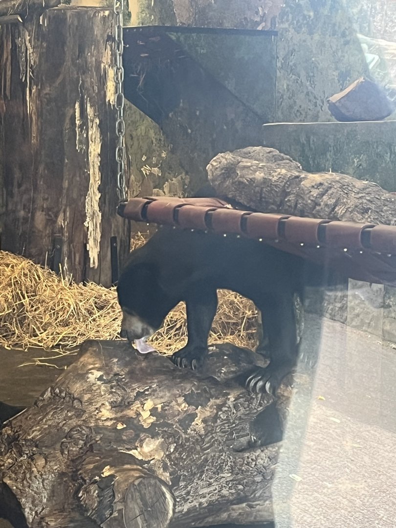 Sun bear tongue  8.6.24