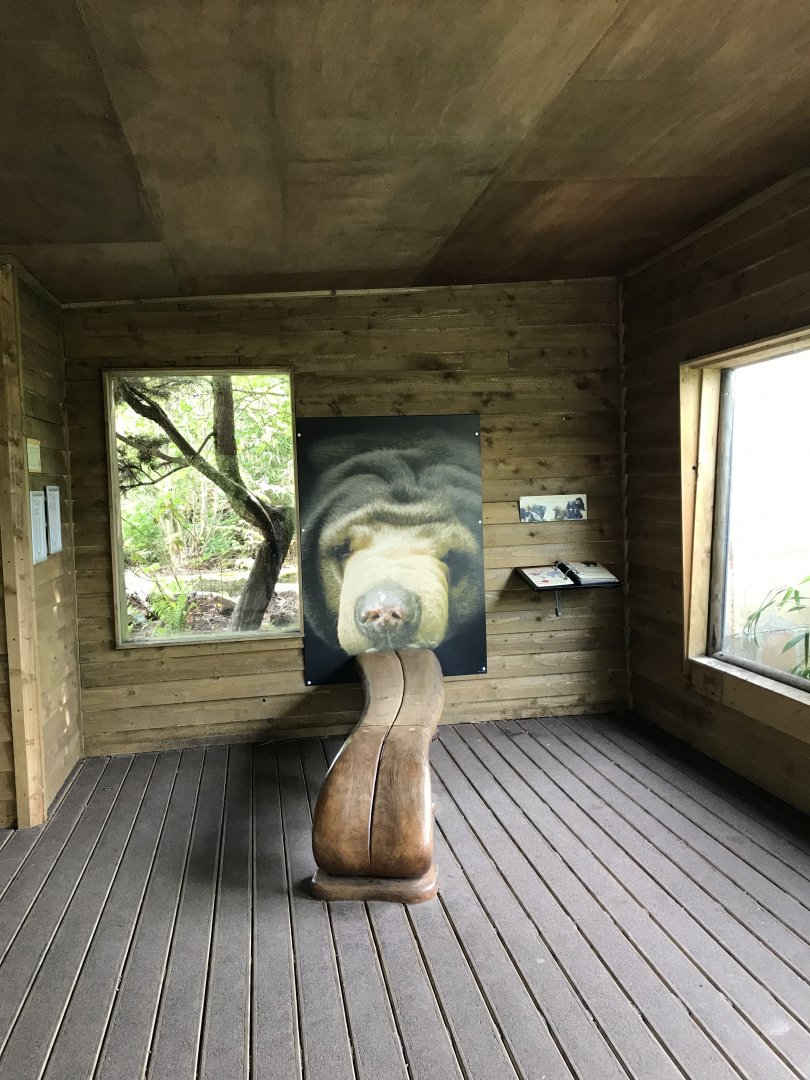 Sun bear tongue bench