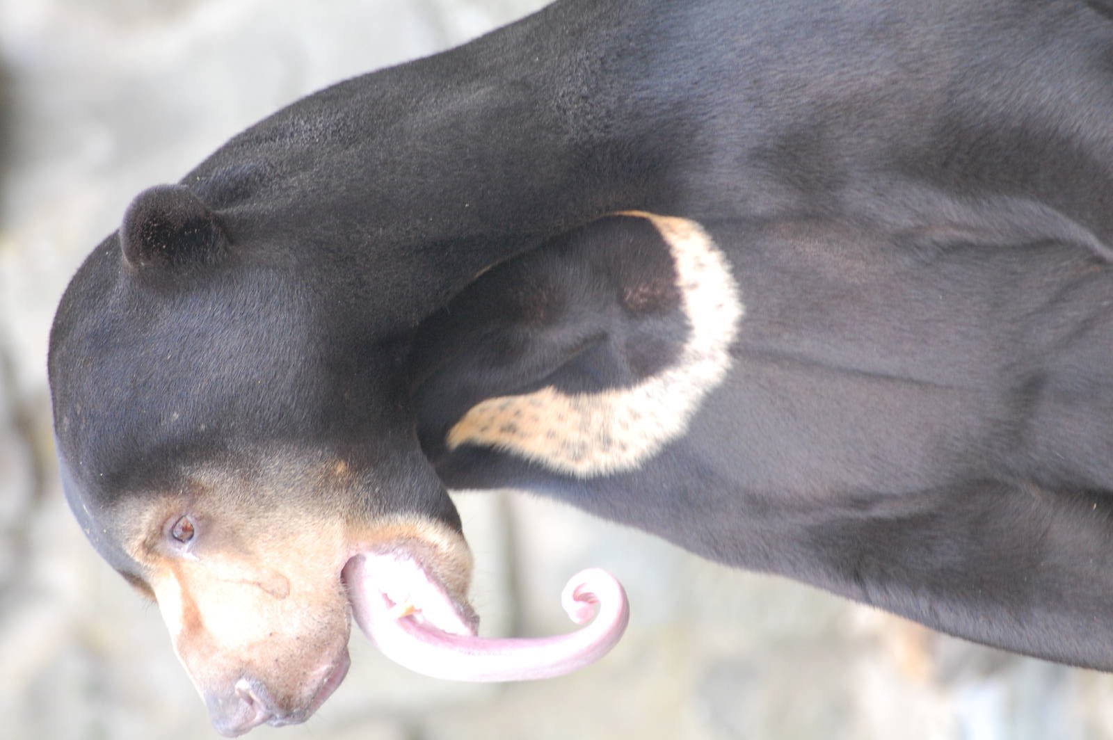 Sun Bear Tongue