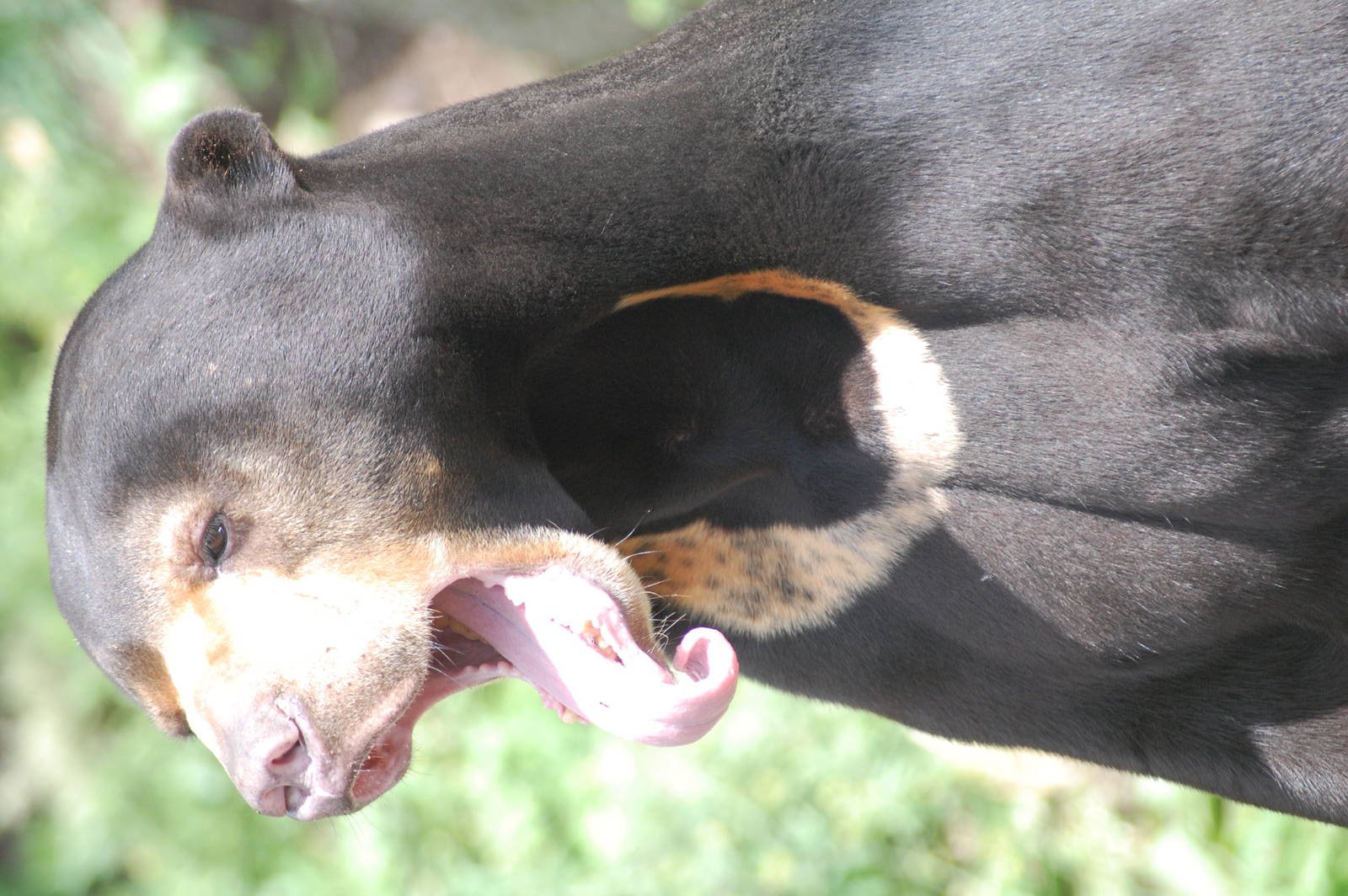 Sun Bear Tongue