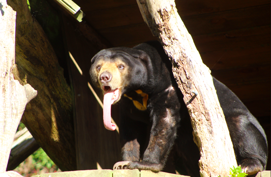 Sun Bear Tongue
