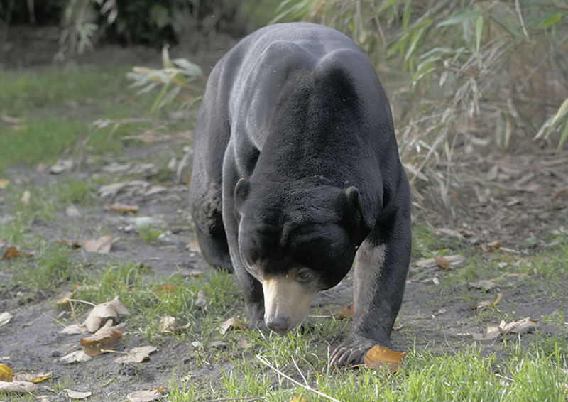 Sun bear, Toni