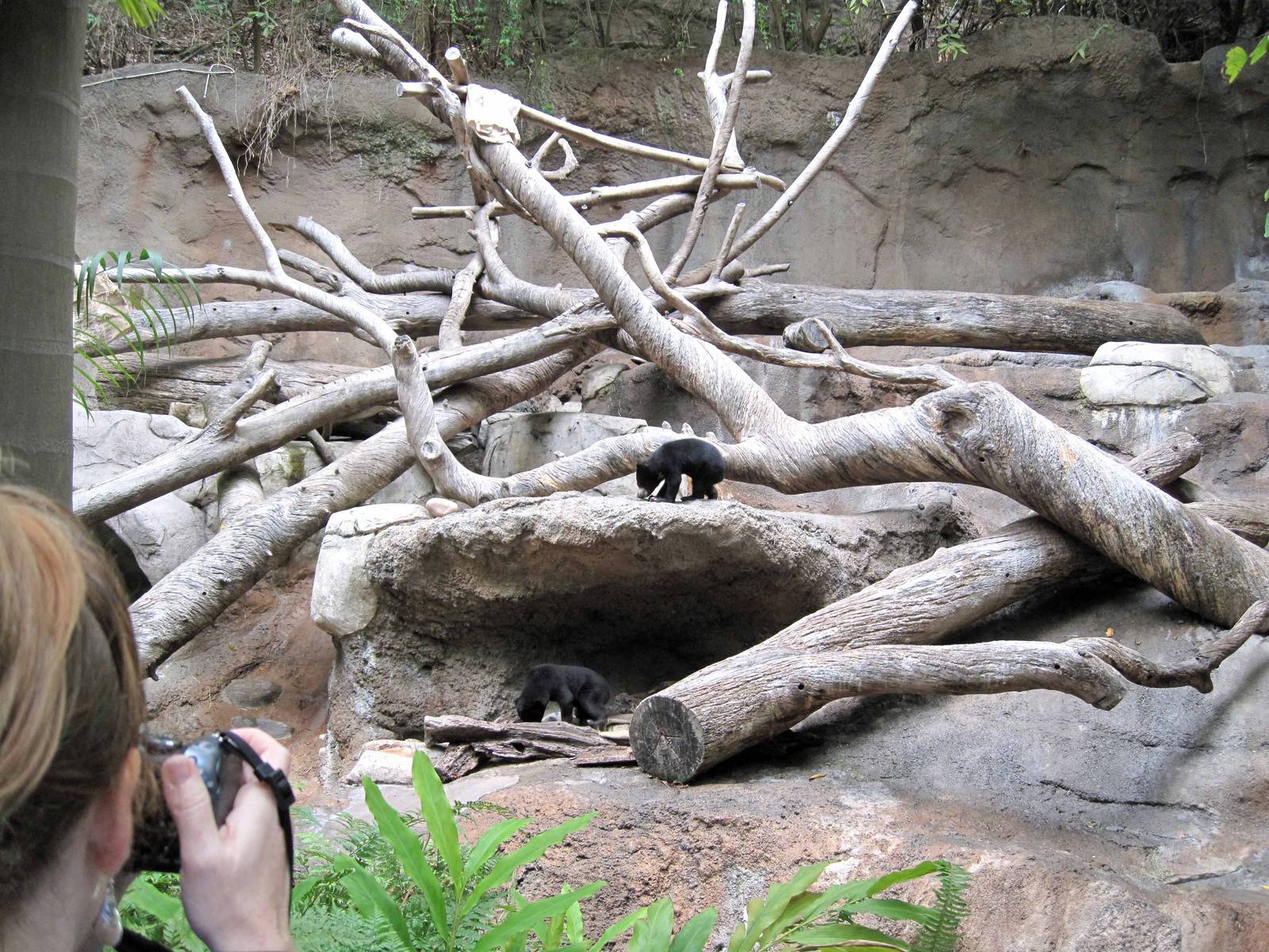 Sun Bear Twin Litter