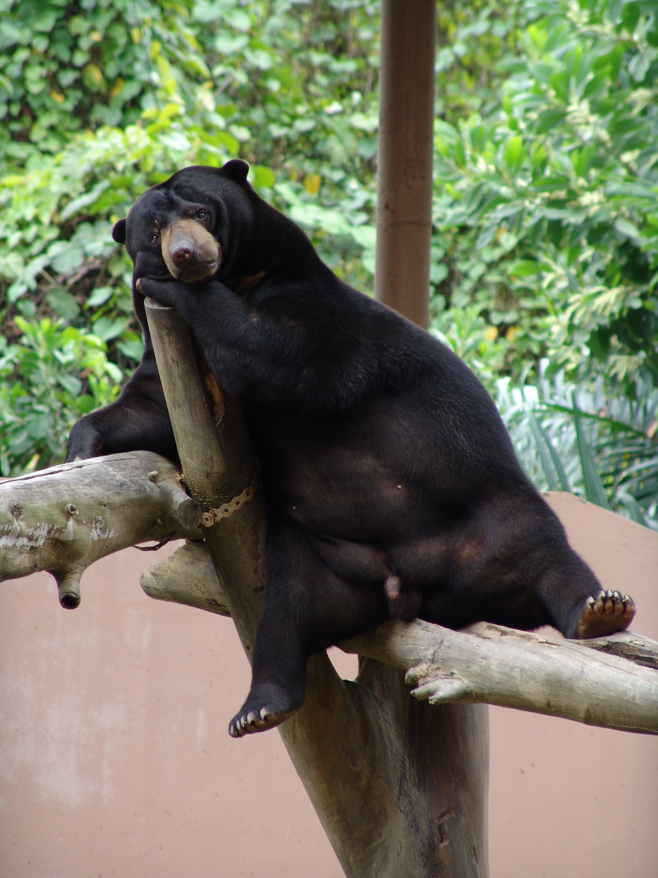 Sun Bear (Ursus malayanus)