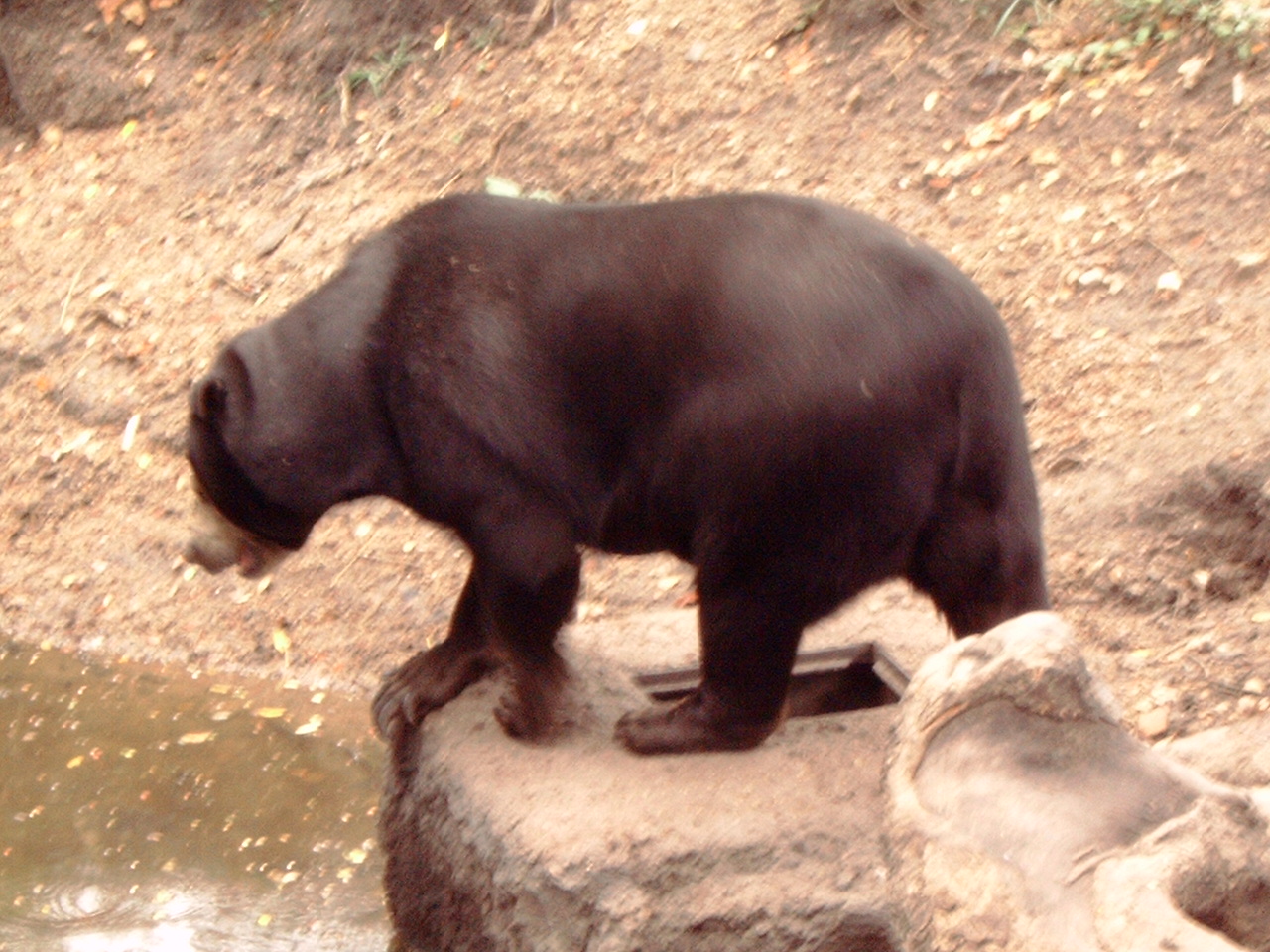 Sun Bear (Ursus malayanus)