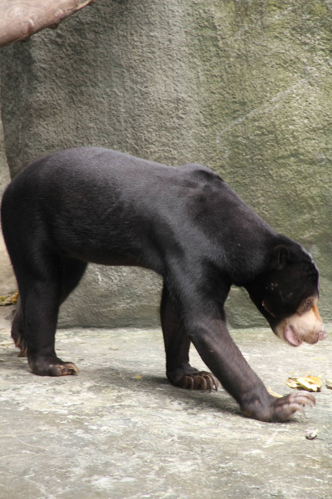 Sun Bear (Ursus malayanus)