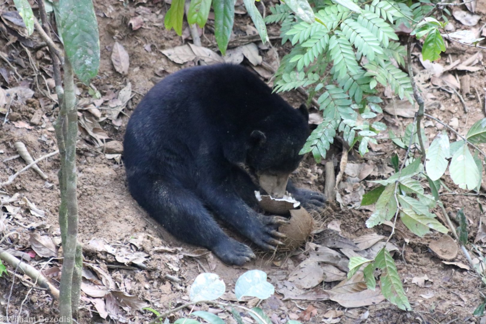 Sun Bear with Coconut