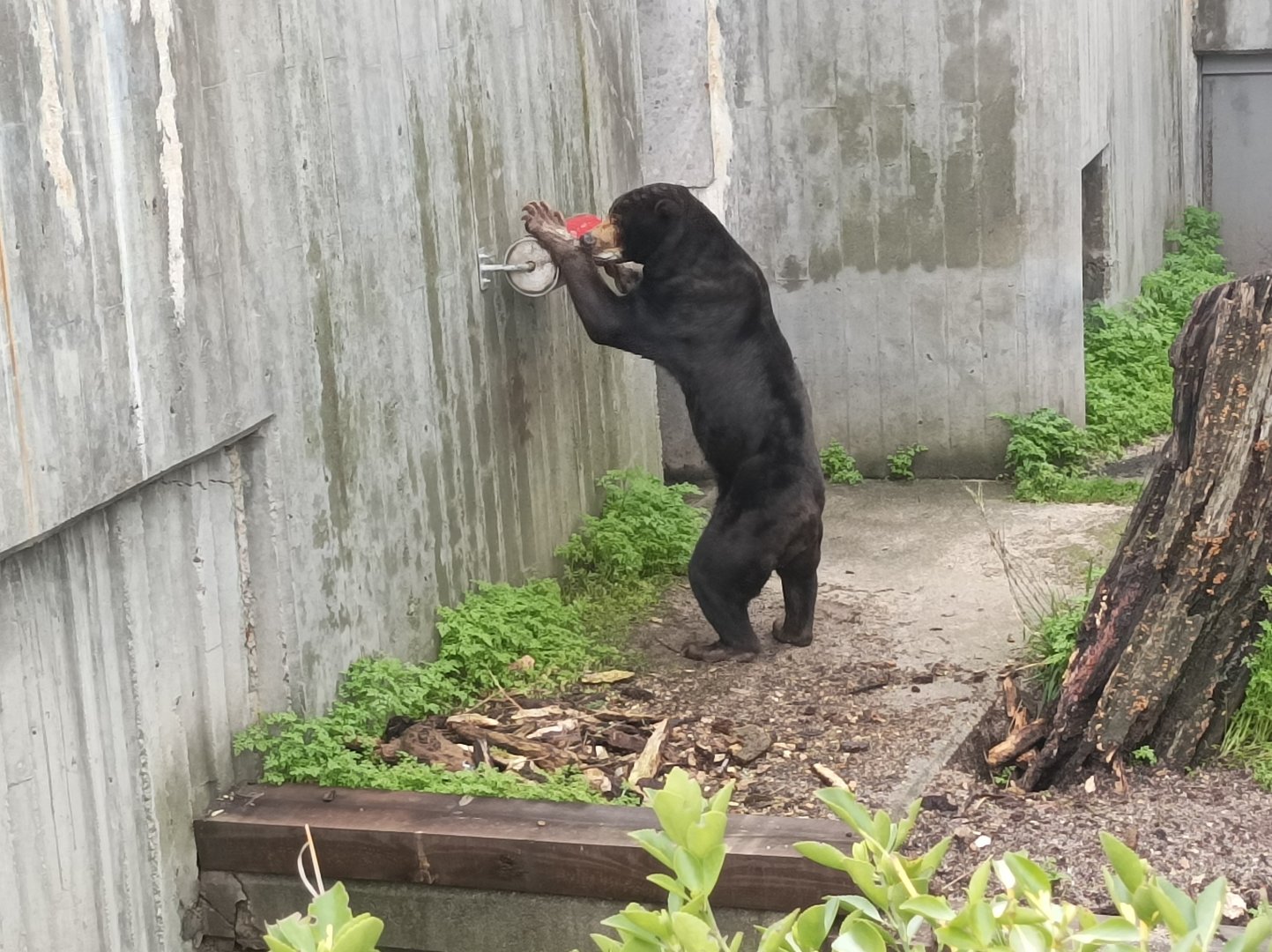 Sun bear with enrichment