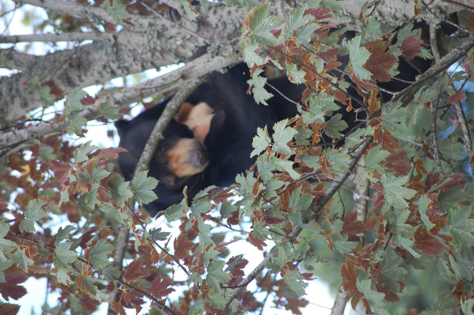 Sun Bear