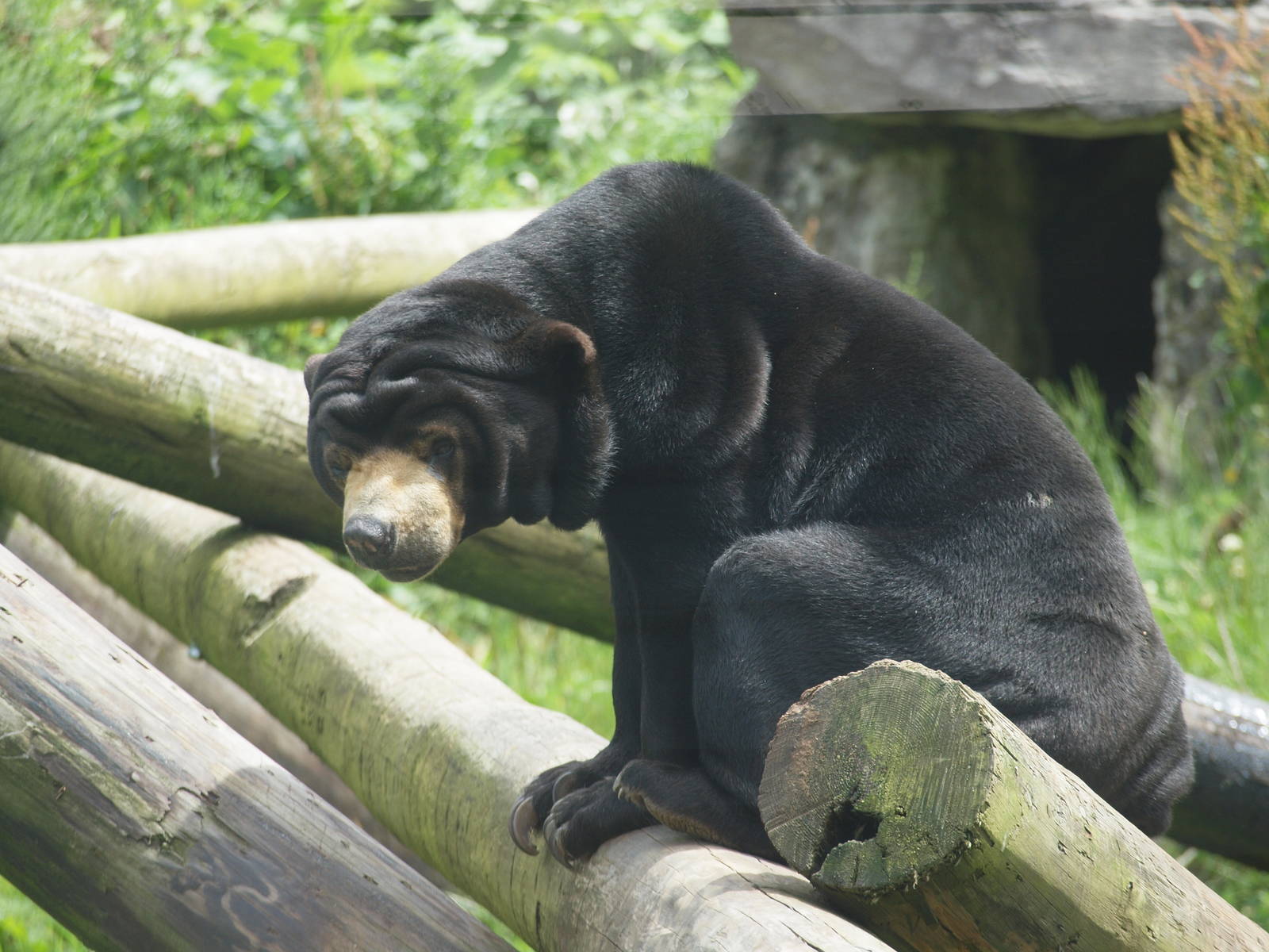 sun bear