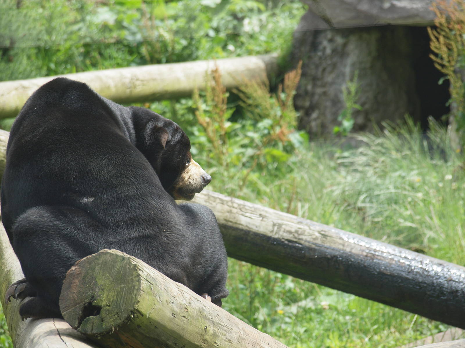 sun bear