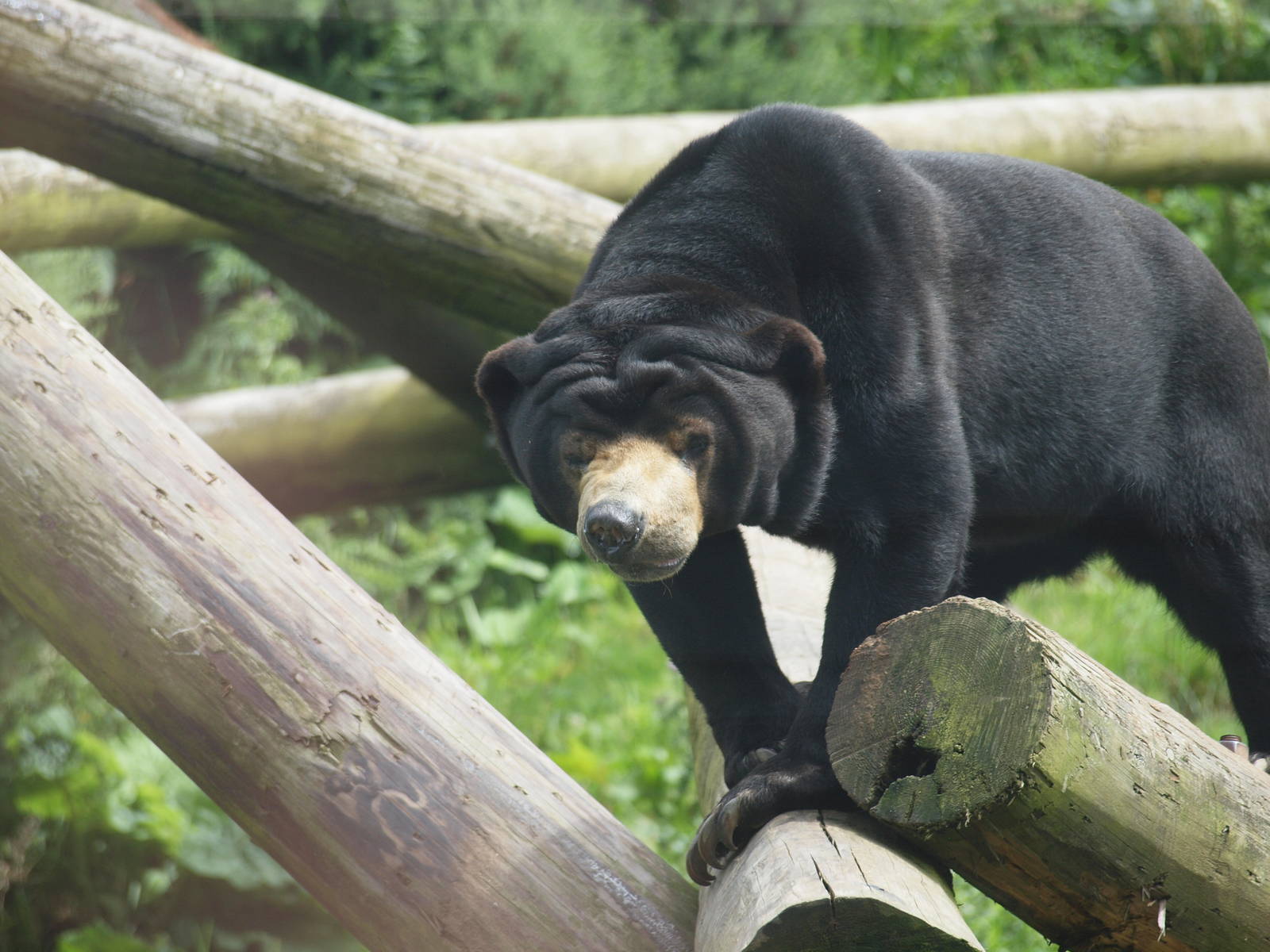 sun bear