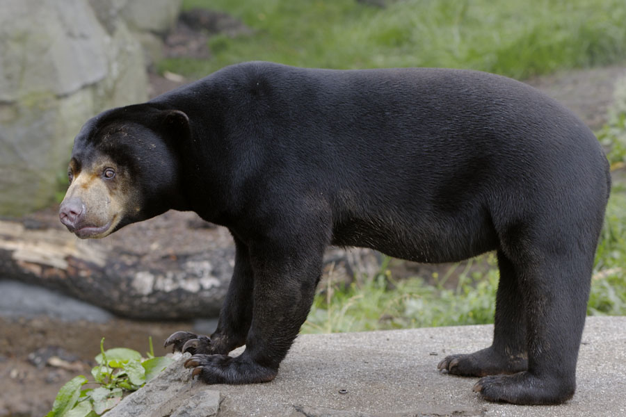 Sun bear