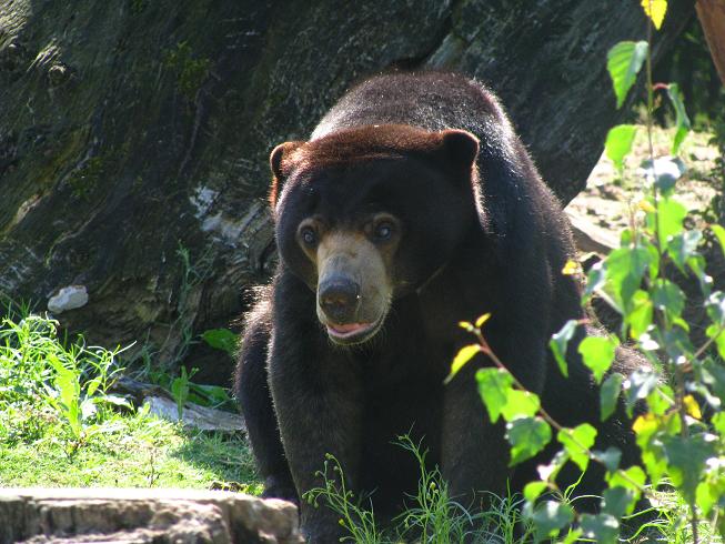 Sun Bear