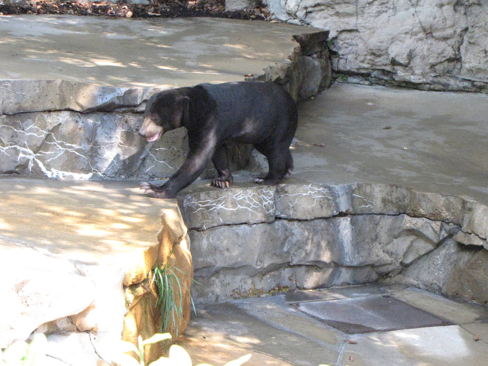 Sun Bear