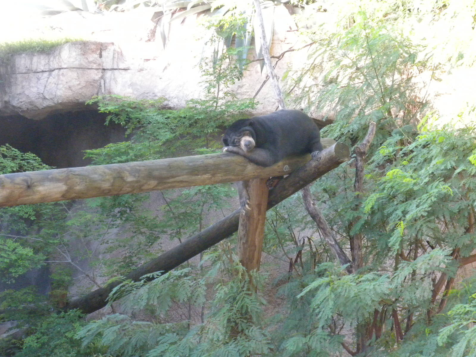 Sun Bear