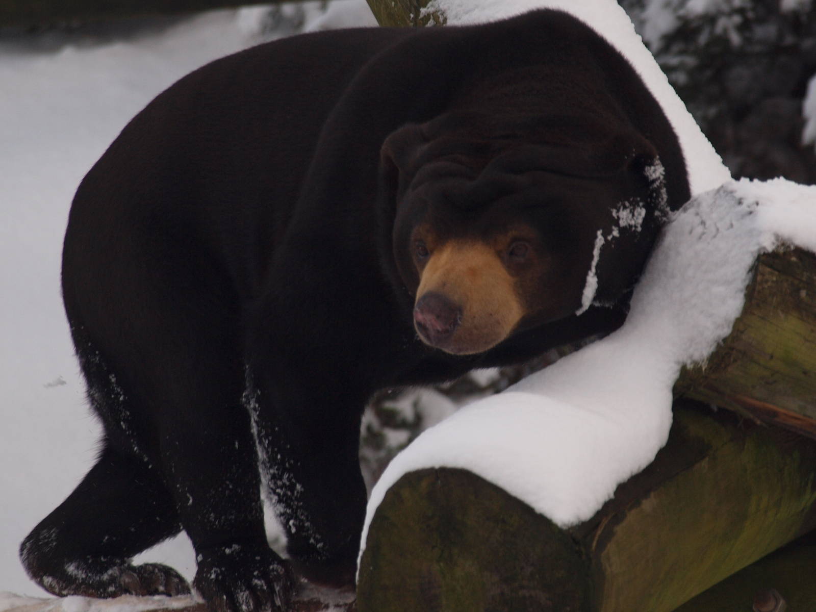 sun bear