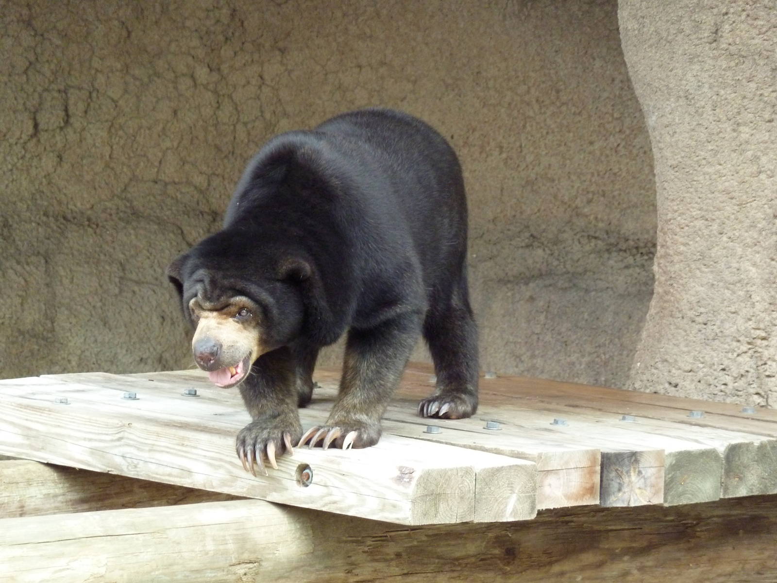 Sun Bear