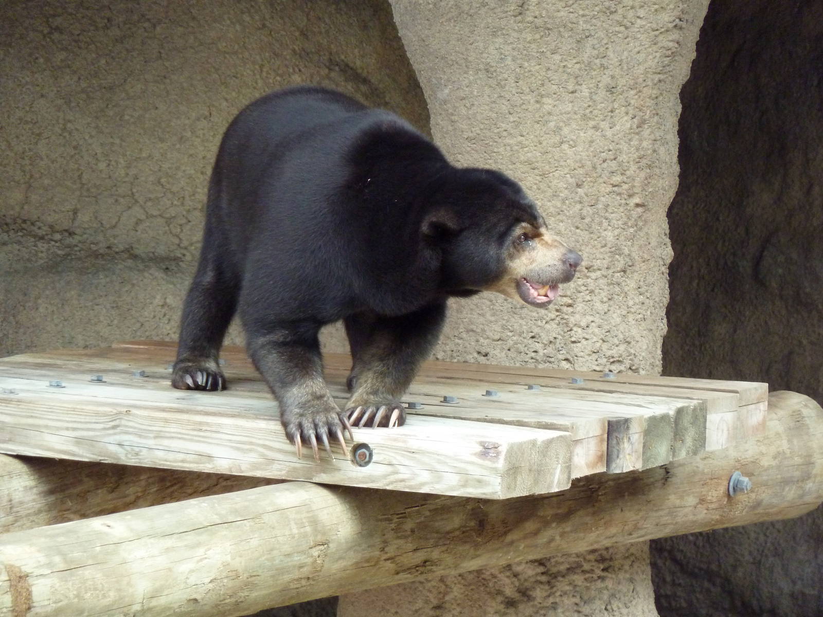 Sun Bear