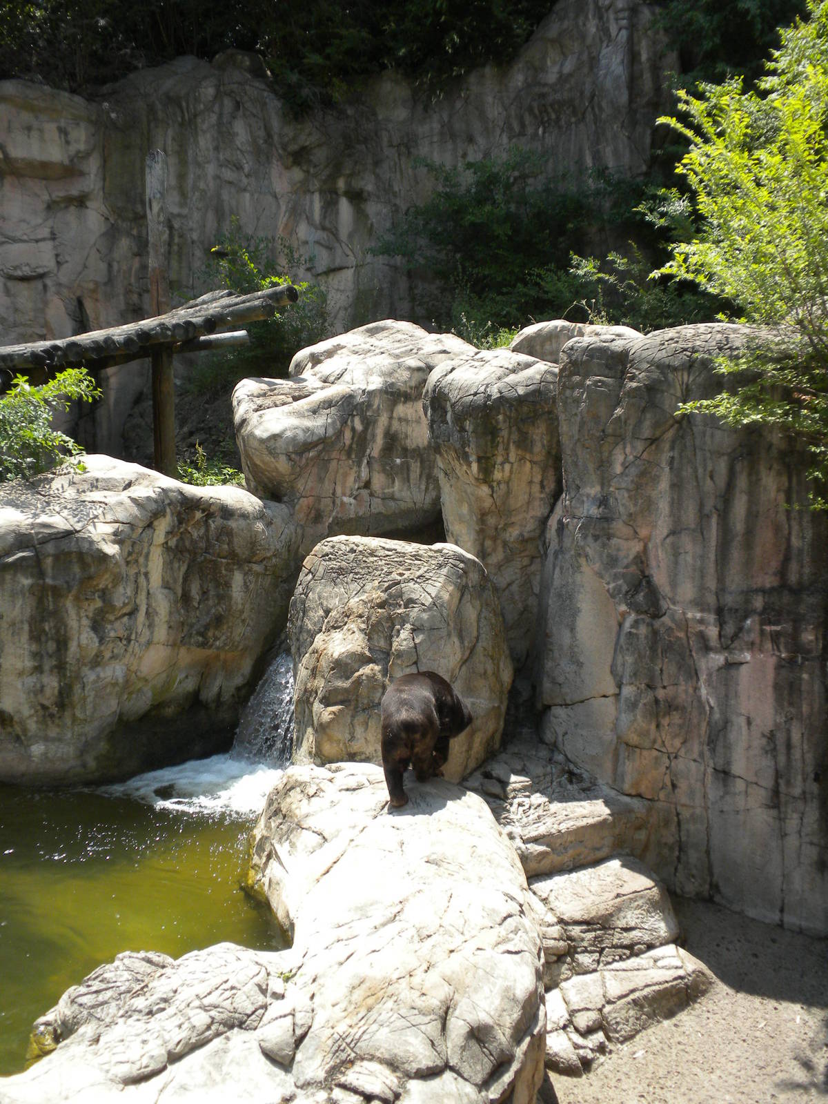 Sun Bear