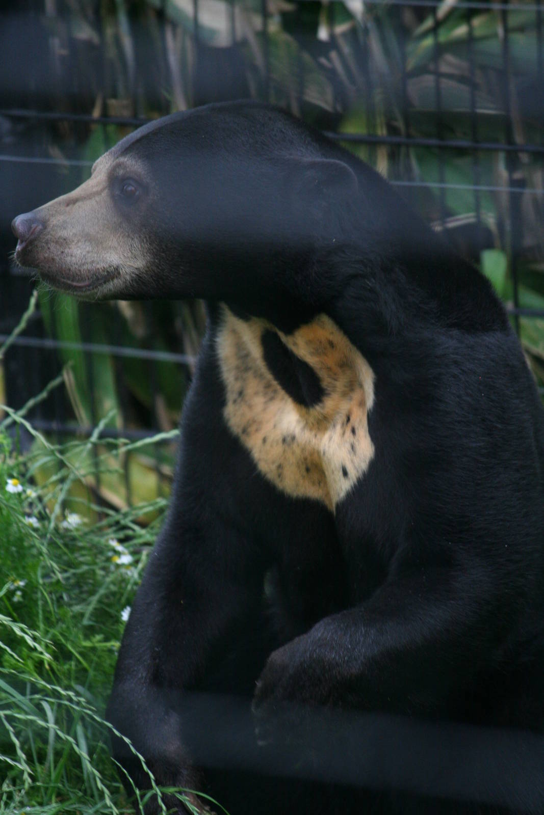 Sun bear