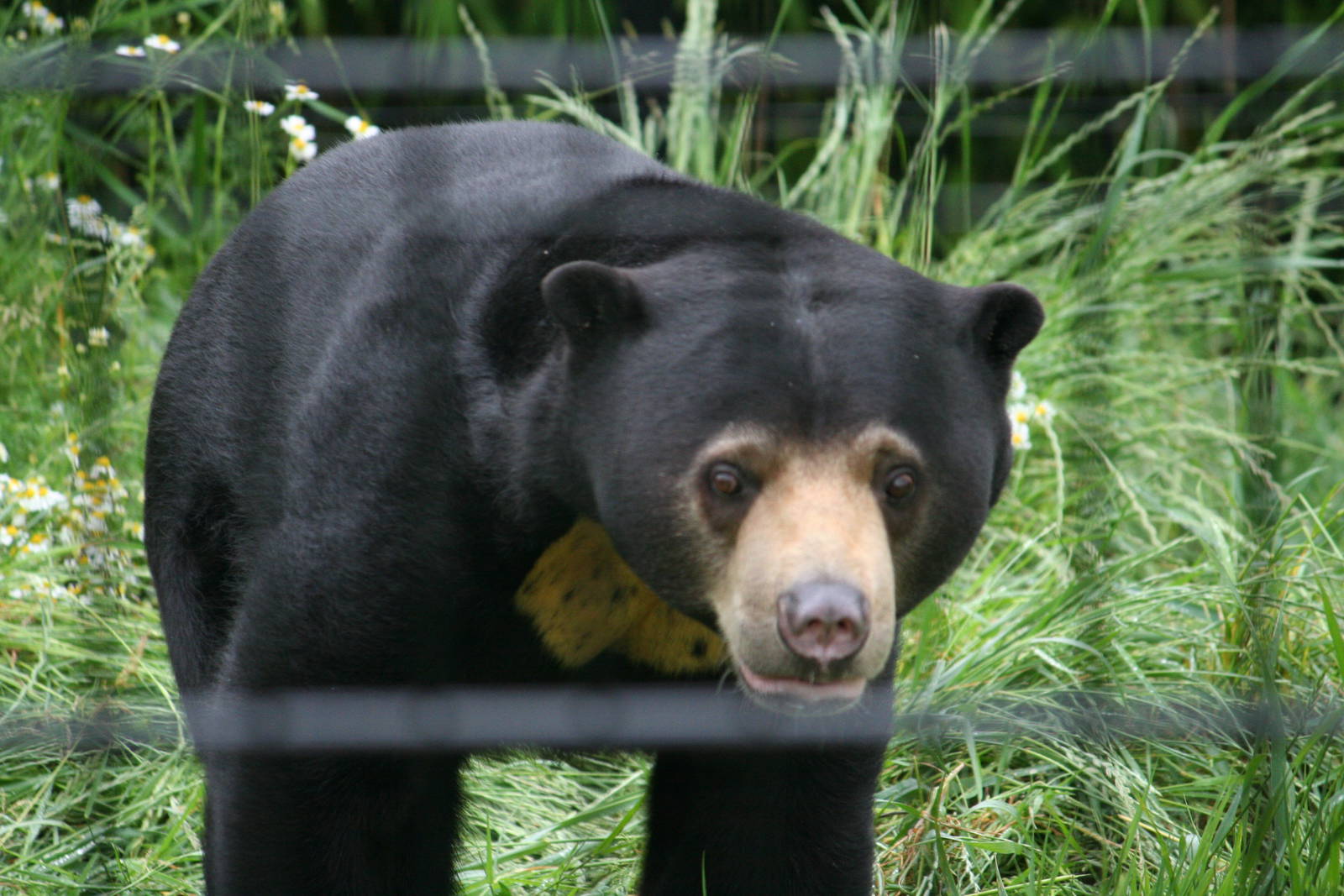 Sun bear