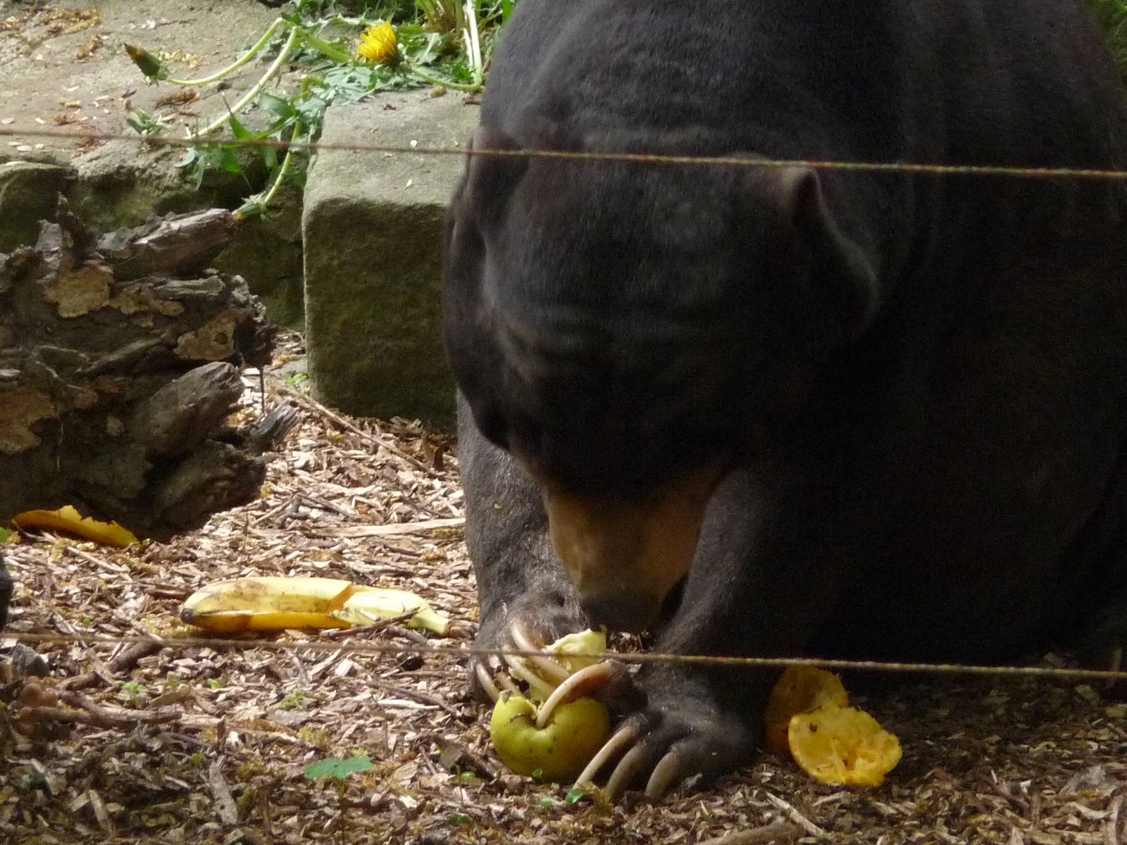Sun bear