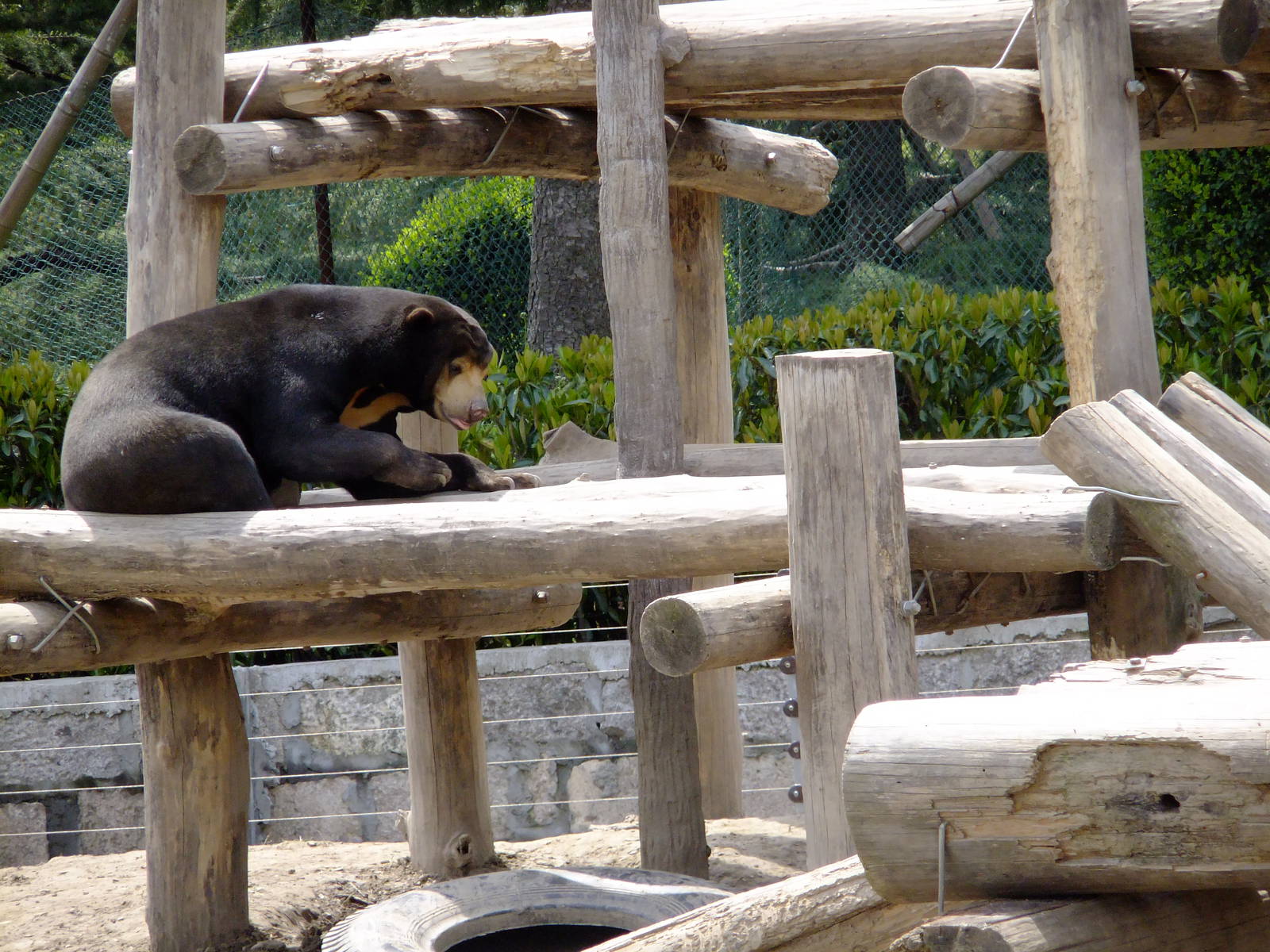 Sun Bear