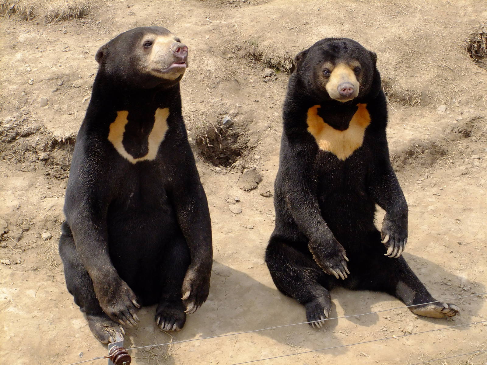 Sun Bear