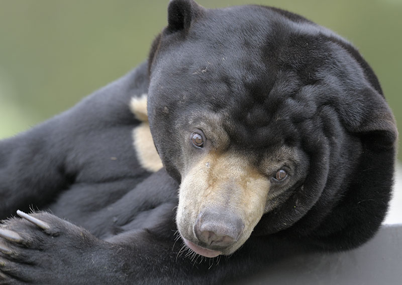 Sun bear